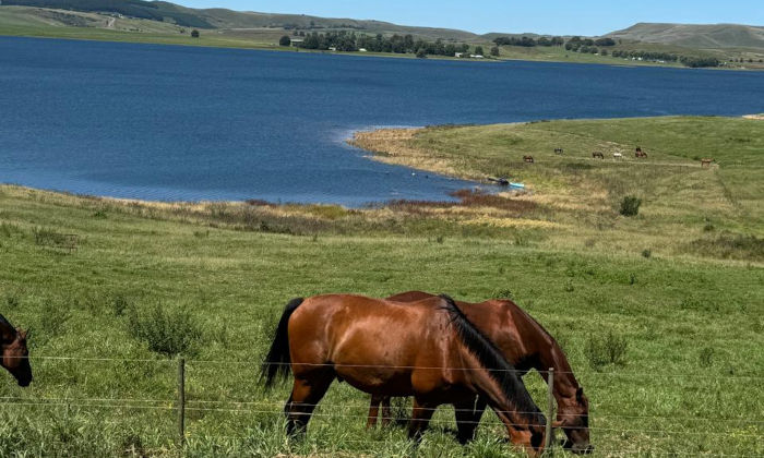 Rivervale Stud