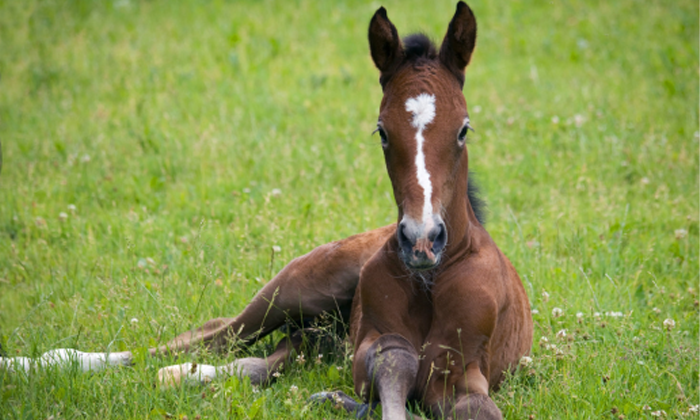 Birth Trauma in Foals